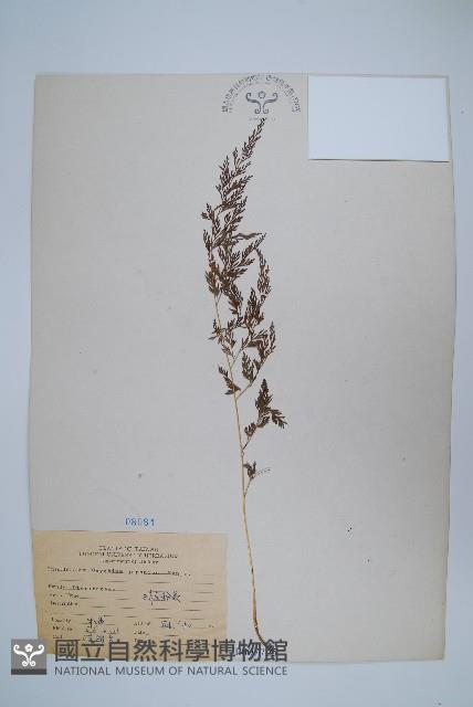 日本金粉蕨藏品圖，第1張