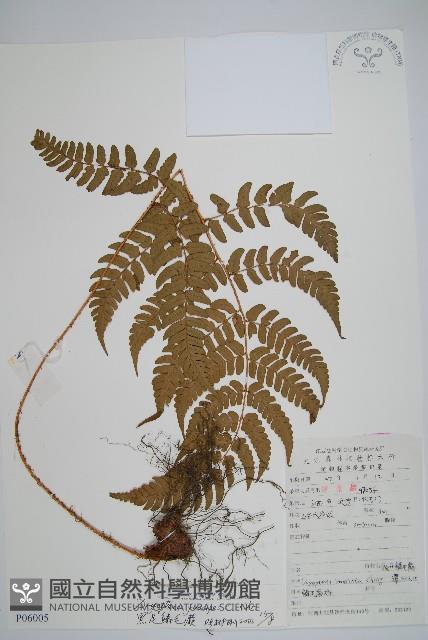 黑足鱗毛蕨藏品圖，第1張