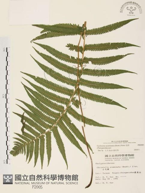 毛蕨藏品圖，第1張