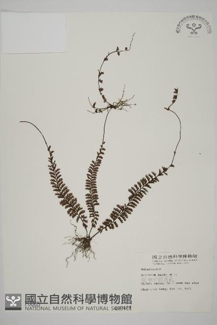鞭葉鐵線蕨藏品圖，第1張