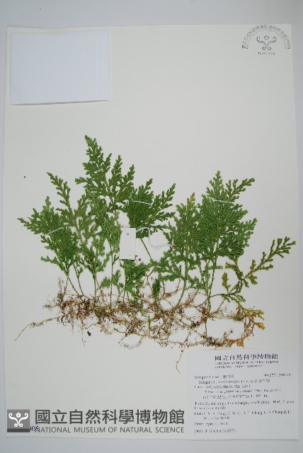 密葉卷柏藏品圖，第1張