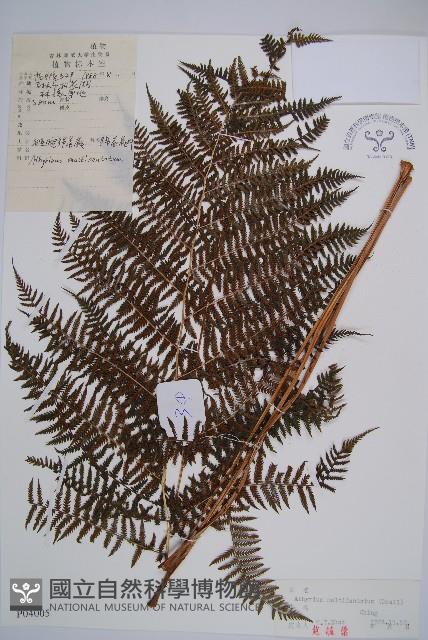 Accession Number:P004005 Collection Image, Figure 1, Total 5 Figures