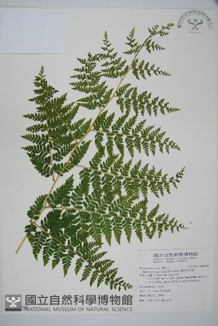 熱帶鱗蓋蕨藏品圖，第1張