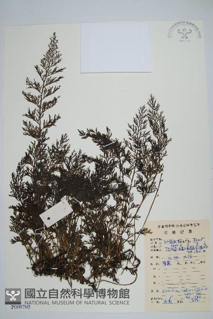 蕗蕨藏品圖，第1張