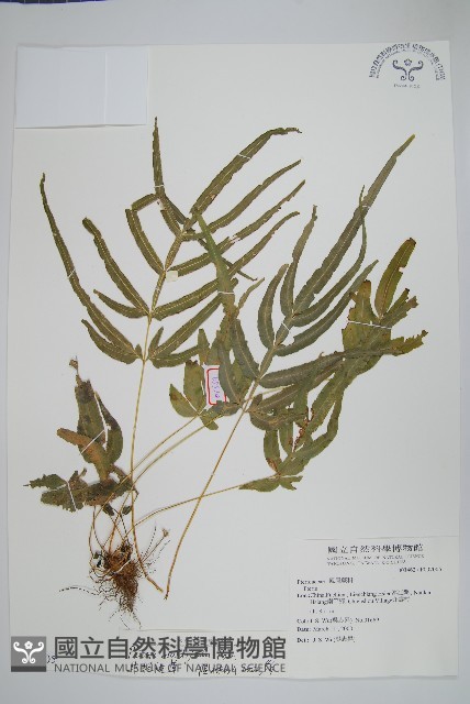 鳳尾蕨藏品圖，第1張