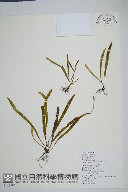 大武禾葉蕨藏品圖，第1張