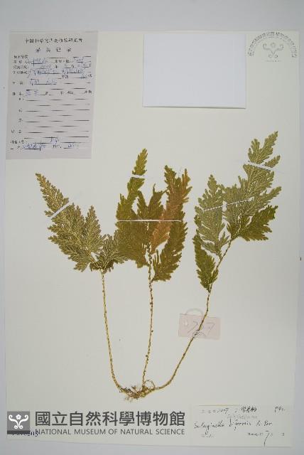 Accession Number:P010505 Collection Image, Figure 1, Total 2 Figures