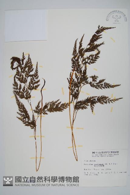 高山金粉蕨藏品圖，第1張