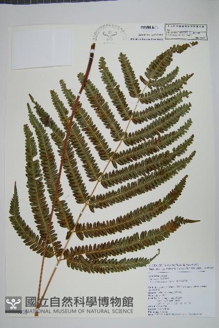 紅柄鳳尾蕨藏品圖，第1張