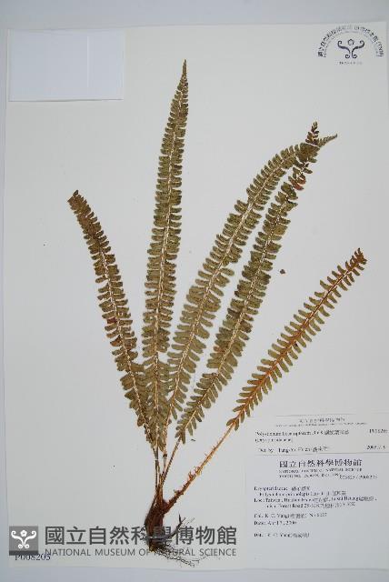 鋸齒葉耳蕨藏品圖，第1張