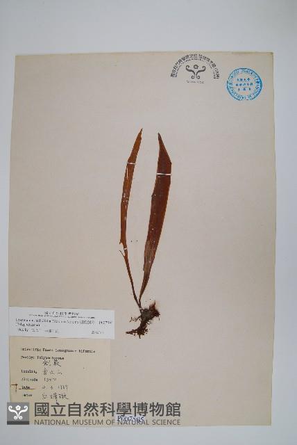 柳葉劍蕨藏品圖，第1張