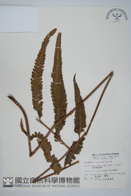 光葉鱗蓋蕨藏品圖，第1張