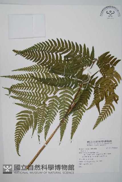 登錄號:P012305藏品圖，第1張