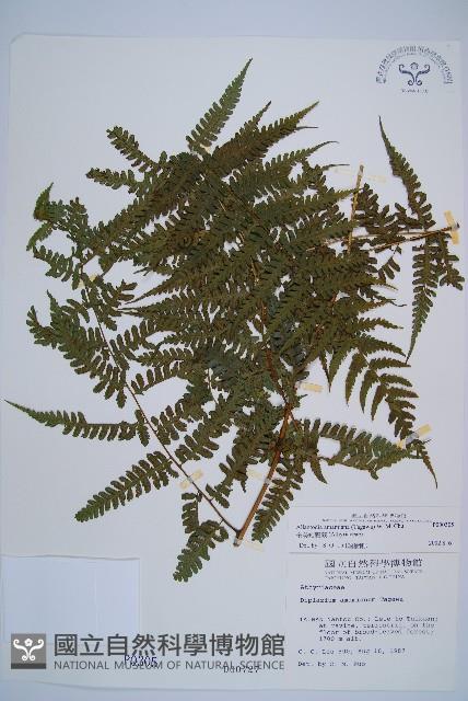 奄美短腸蕨藏品圖，第1張