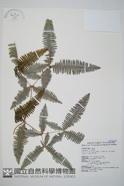 蔓芒萁藏品圖，第1張