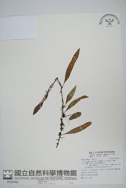 骨牌蕨藏品圖，第1張