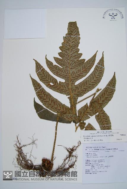 網脈雙蓋蕨藏品圖，第1張