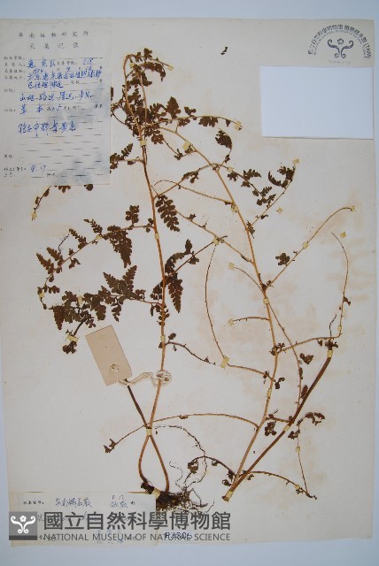 華南鱗蓋蕨藏品圖，第1張