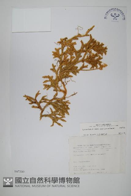 石松藏品圖，第1張