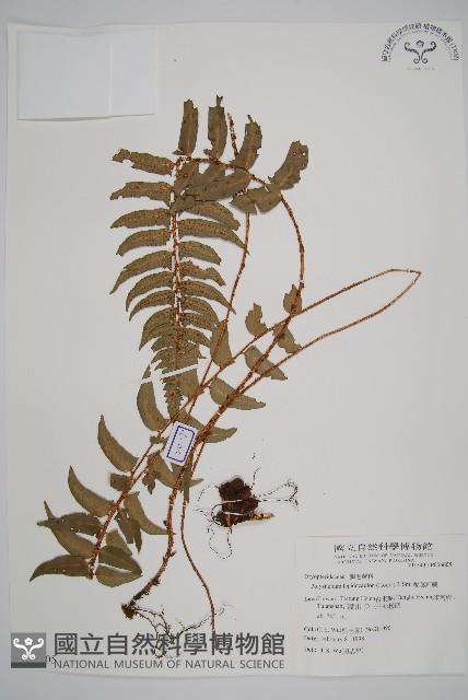 鞭葉耳蕨藏品圖，第1張