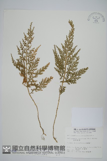 異葉卷柏藏品圖，第1張