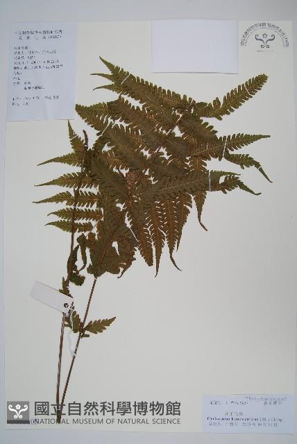 異子毛蕨藏品圖，第1張