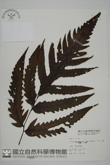 蛇脈三叉蕨藏品圖，第1張