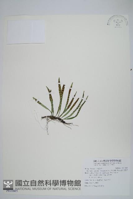 擬芨瓦葦藏品圖，第1張