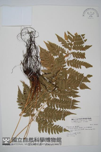 臺東鱗毛蕨藏品圖，第1張