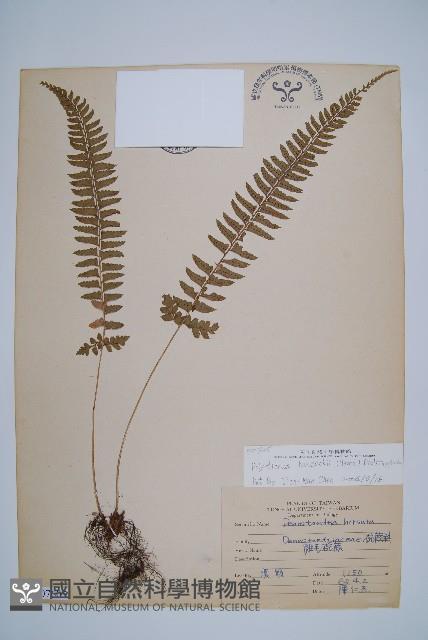 韓氏耳蕨藏品圖，第1張