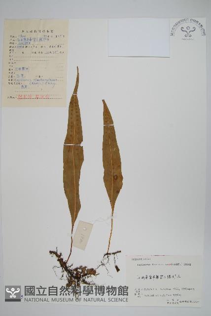 Accession Number:P006405 Collection Image, Figure 1, Total 2 Figures