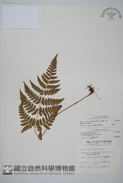 長葉鱗毛蕨藏品圖，第1張