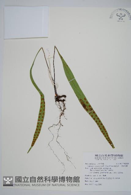 鱗瓦葦、長柄瓦葦藏品圖，第1張