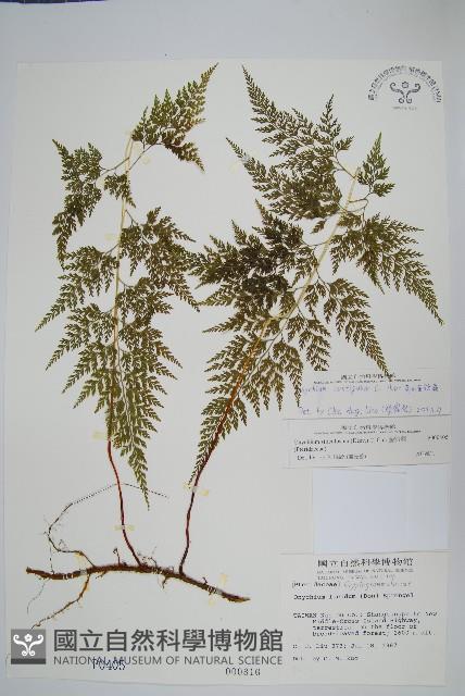 高山金粉蕨藏品圖，第1張