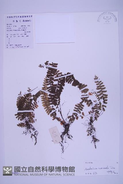 生芽鐵角蕨藏品圖，第1張