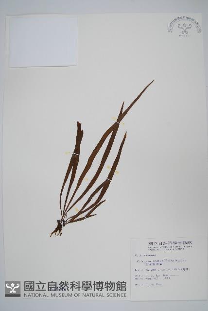 垂葉書帶蕨藏品圖，第1張