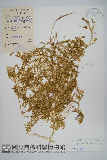 翠雲草、藍草藏品圖，第1張