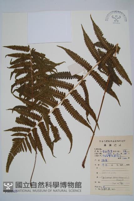 密毛毛蕨藏品圖，第1張