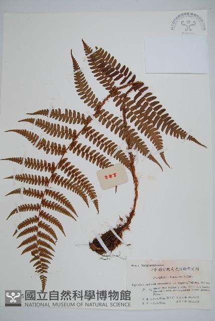 黑足鱗毛蕨藏品圖，第1張
