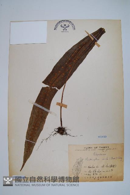 扇蕨藏品圖，第1張