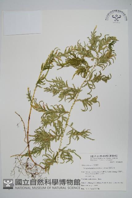 全緣卷柏藏品圖，第1張