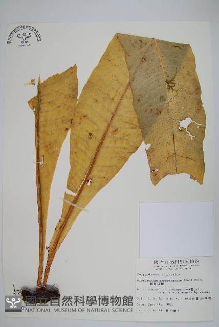 膜葉星蕨藏品圖，第1張