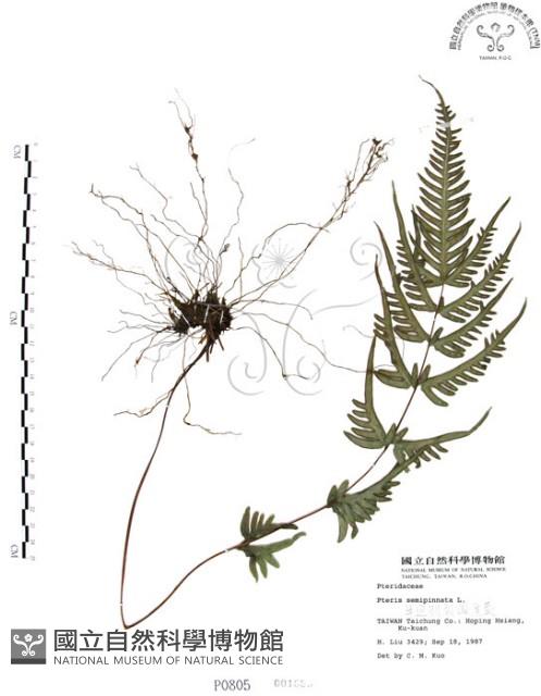 半邊羽裂鳳尾蕨藏品圖，第1張