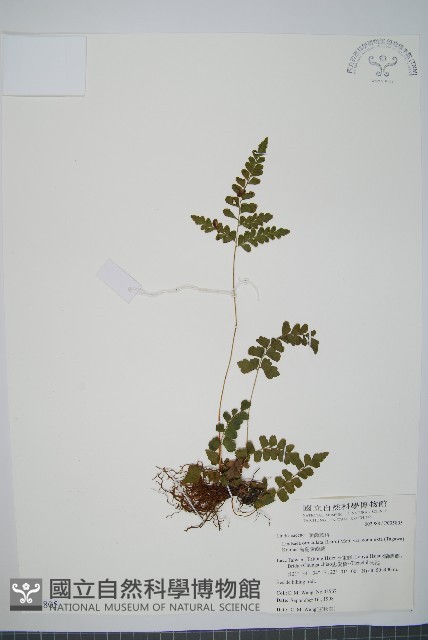 海島陵齒蕨藏品圖，第1張