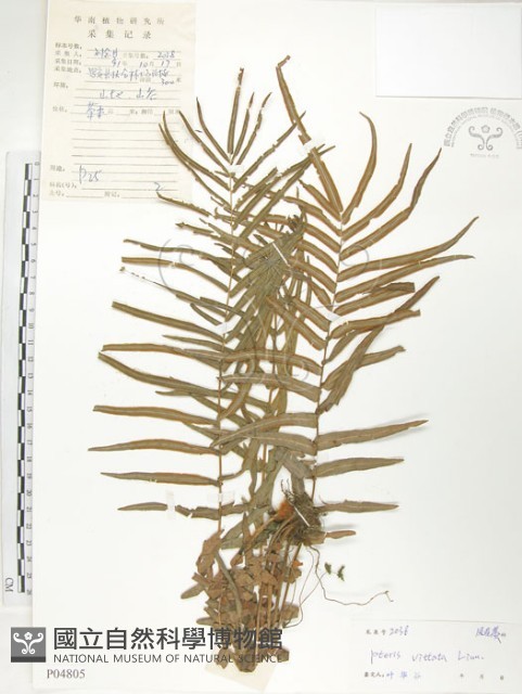 鱗蓋鳳尾蕨藏品圖，第1張