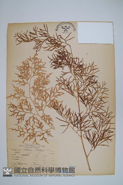 水蕨藏品圖，第1張