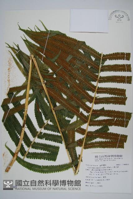 大葉毛蕨藏品圖，第1張