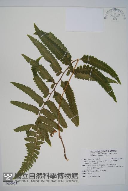 臺北鱗蓋蕨藏品圖，第1張