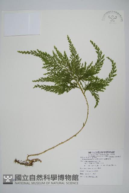 異葉卷柏藏品圖，第1張