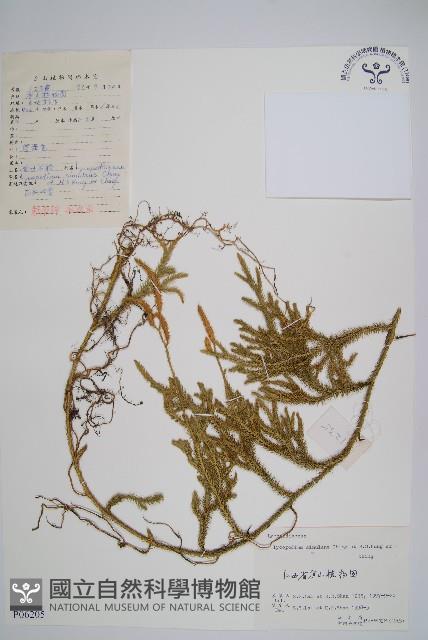 石松藏品圖，第1張